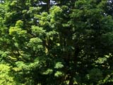 Acer palmatum shishigashira